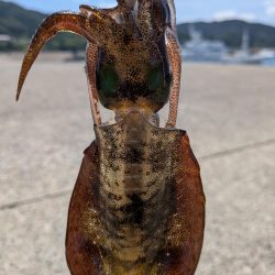 今週もエギング